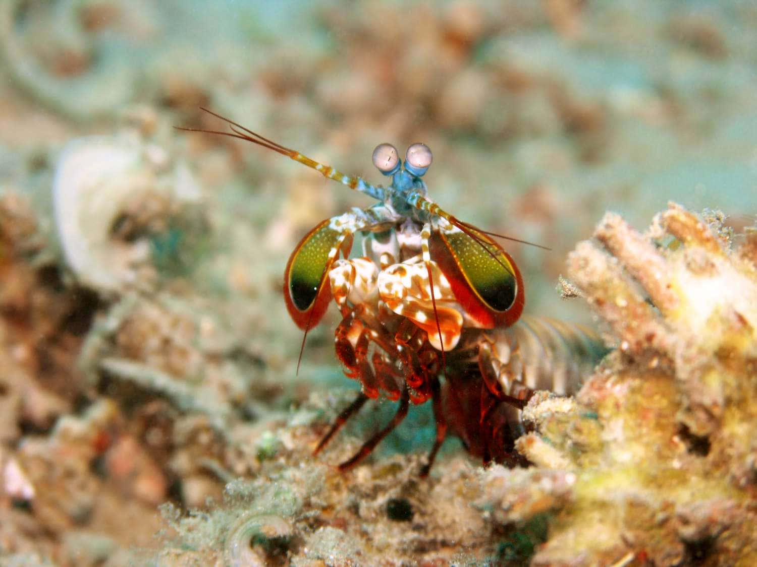 A Vibrant Underwater World Wallpaper