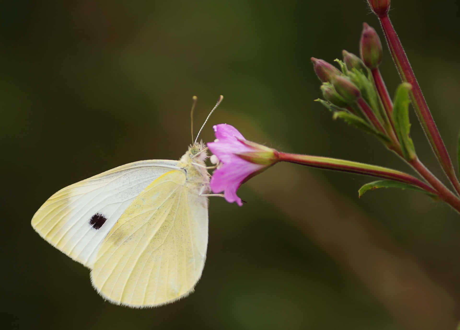 A Vibrant Yellow Butterfly Resting On Beautiful Blossoms Wallpaper