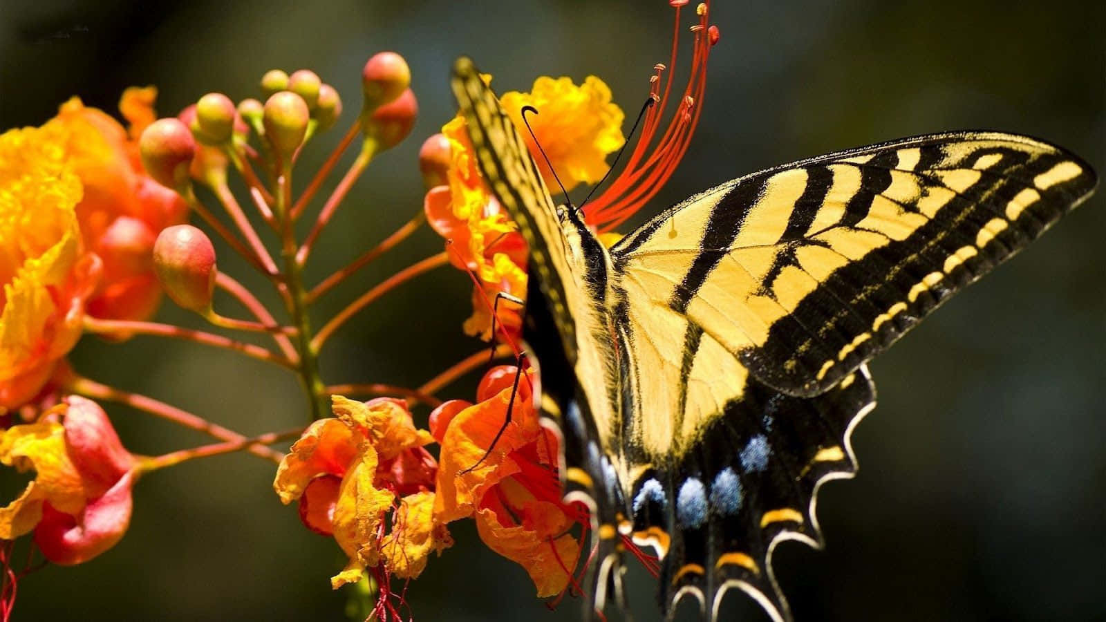 A Vibrant Yellow Butterfly Resting On Lavender Flowers Wallpaper