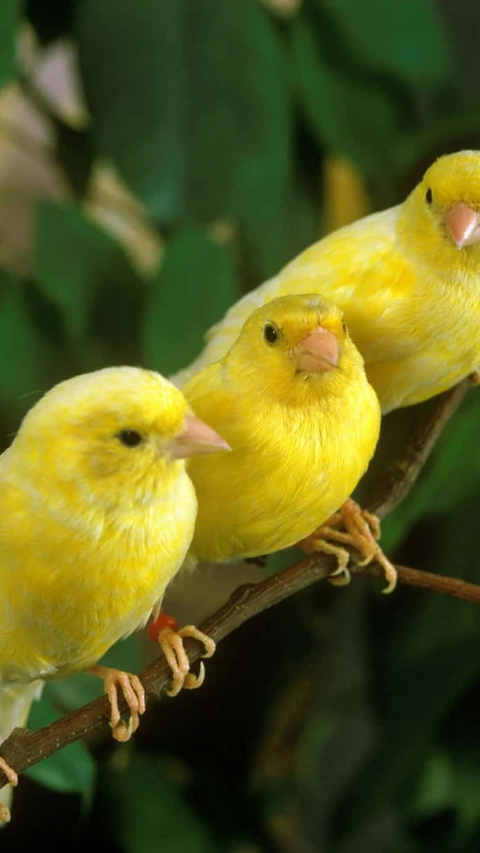 A Vibrant Yellow Canary Perched On A Branch Wallpaper