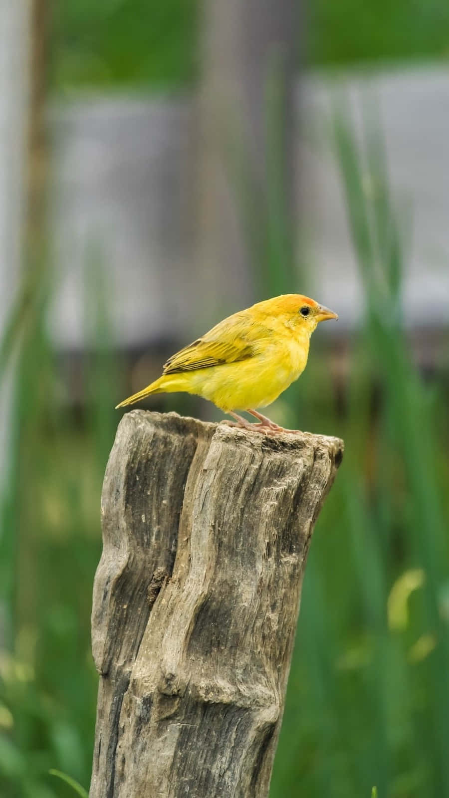 A Vibrant Yellow Canary Perched On A Branch Wallpaper