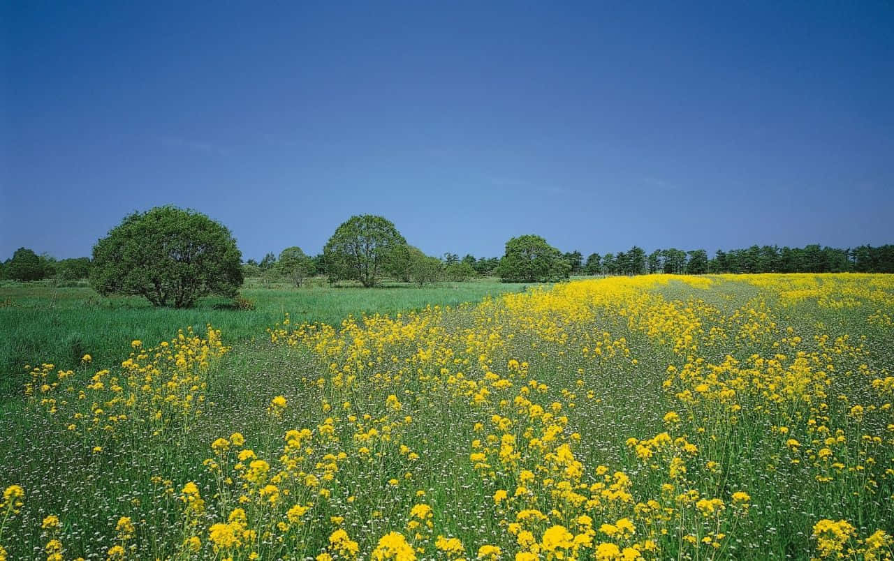 A Vibrant Yellow Summer Day Wallpaper