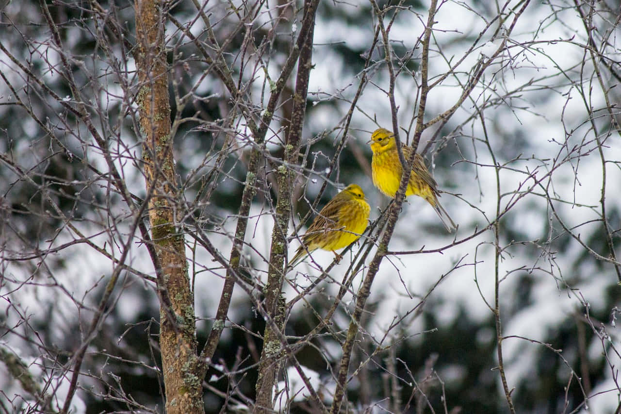 A Vibrant Yellowhammer Perched On A Tree Branch Wallpaper