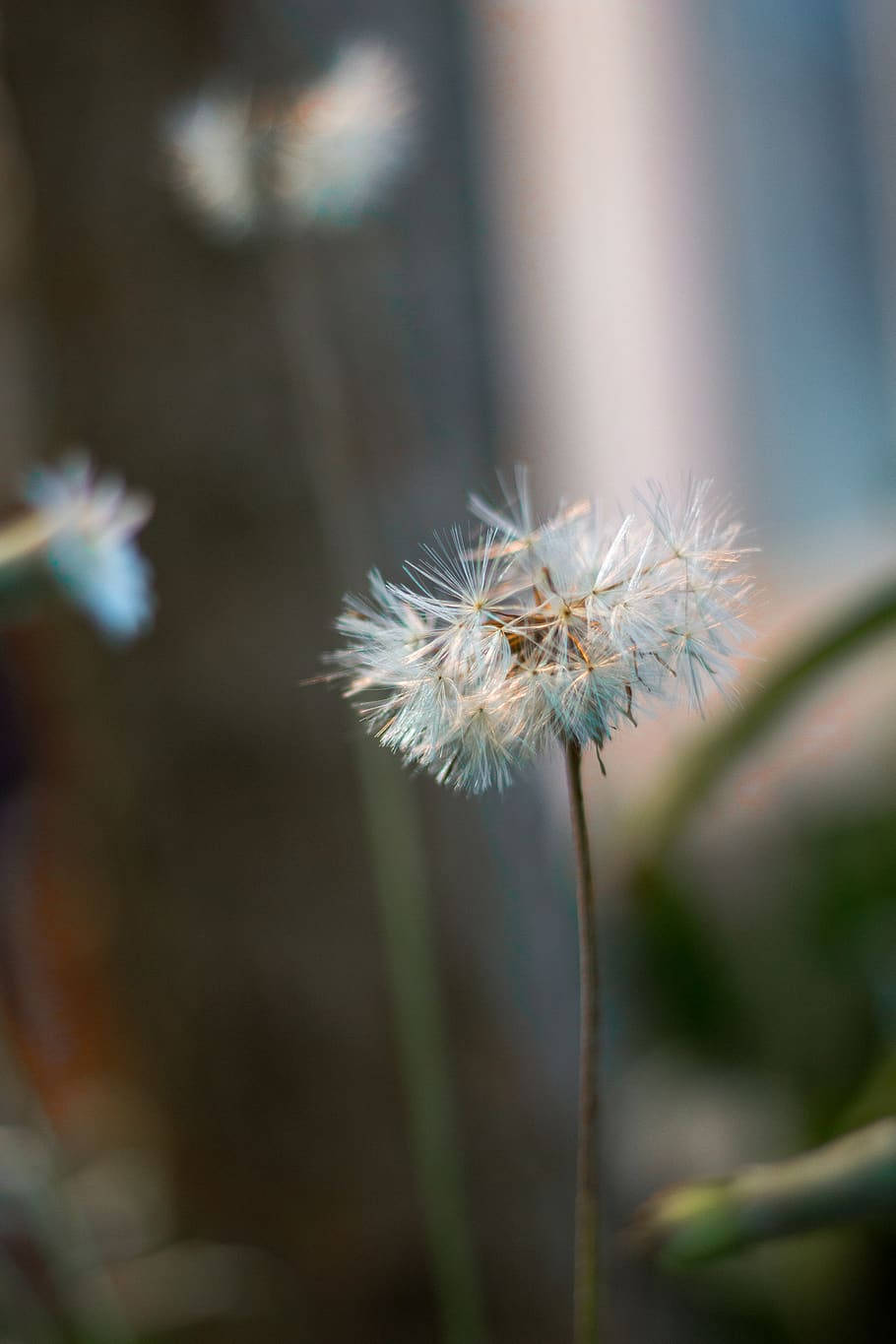 A Vibrant Zoom Flower Illuminated By The Sun Wallpaper