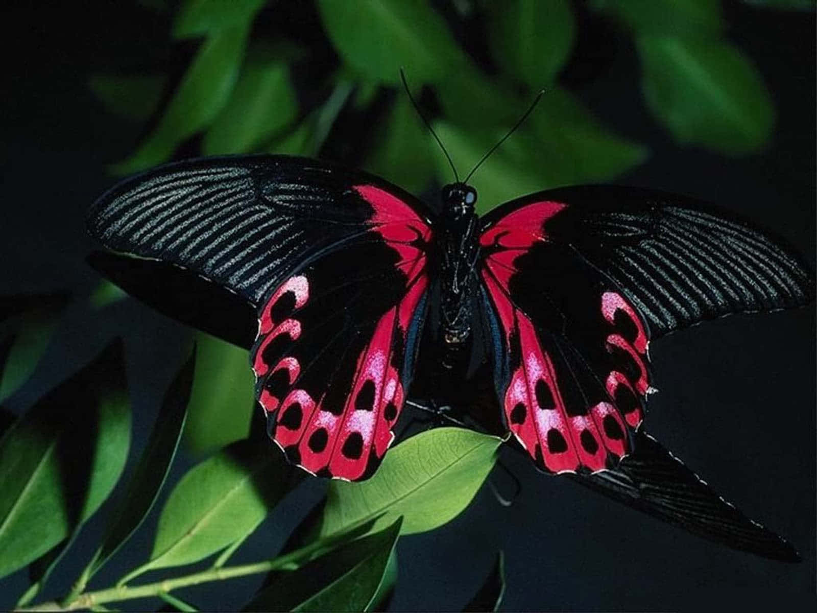 A Vivid Blue Butterfly Wings Through The Sky Wallpaper