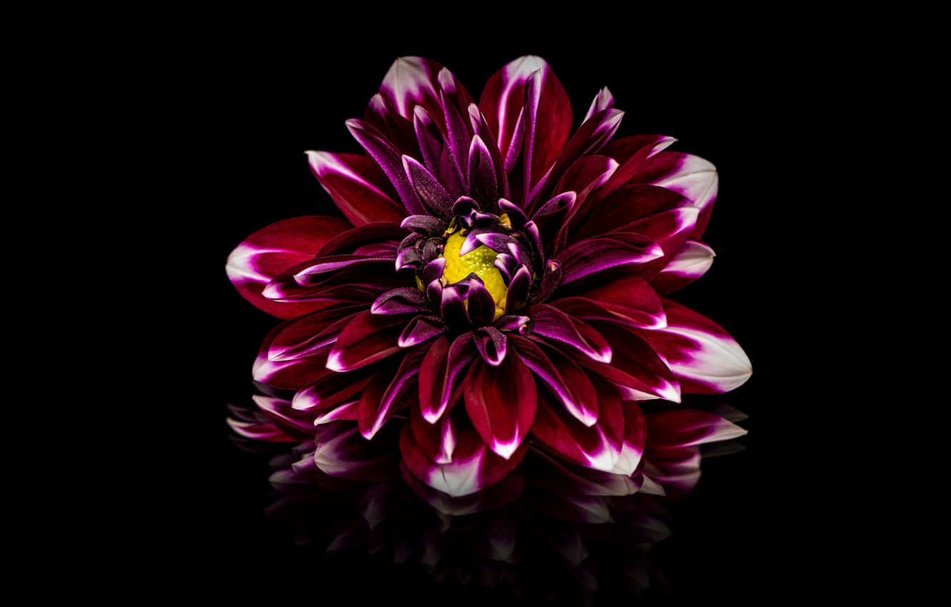 A Vivid Burgundy Flower In Full Bloom Wallpaper