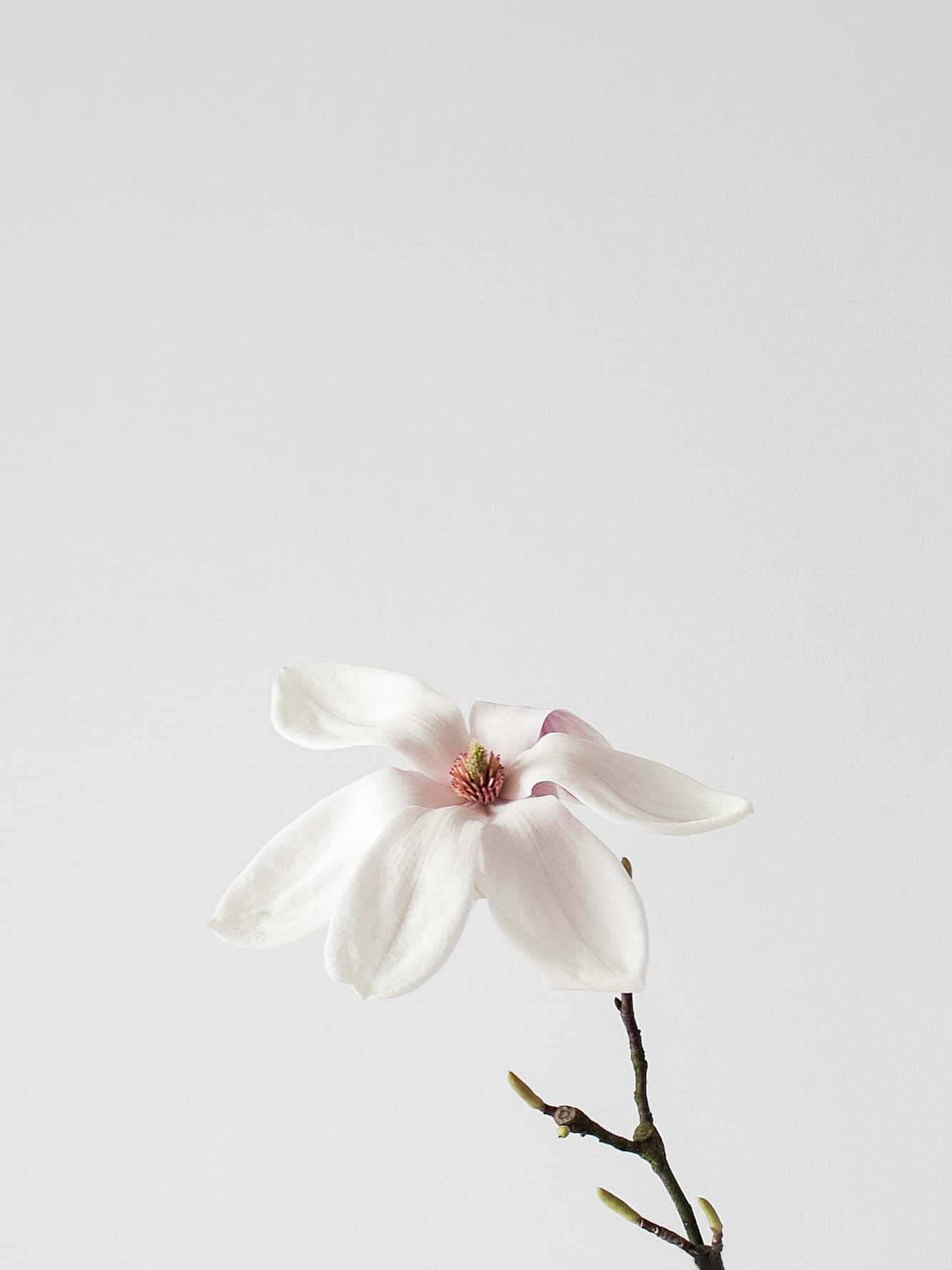 A White Flower In A Vase Wallpaper