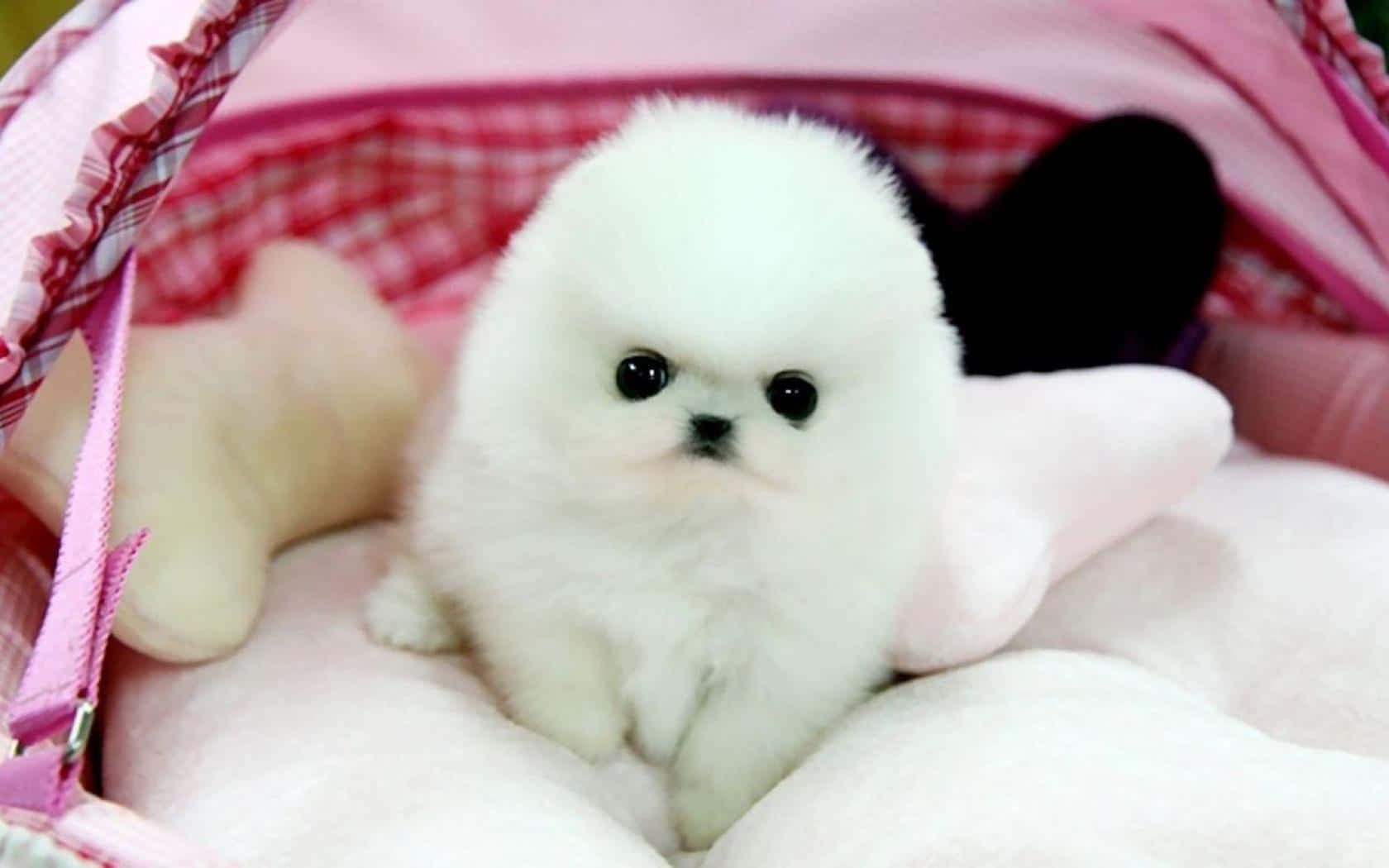 A White Puppy Is Sitting In A Pink Basket Wallpaper