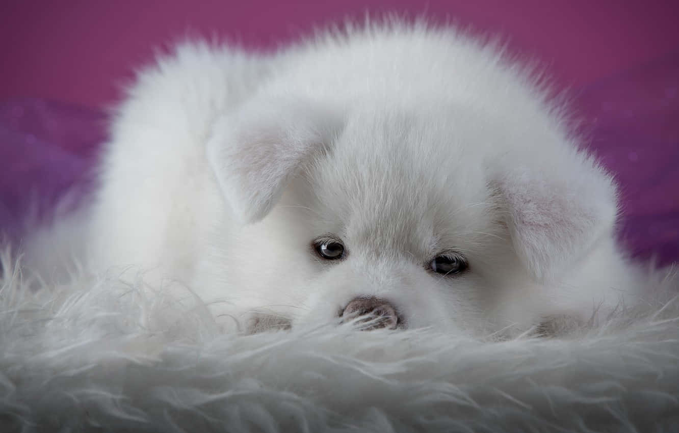 A White Puppy Laying On A Fluffy Blanket Wallpaper