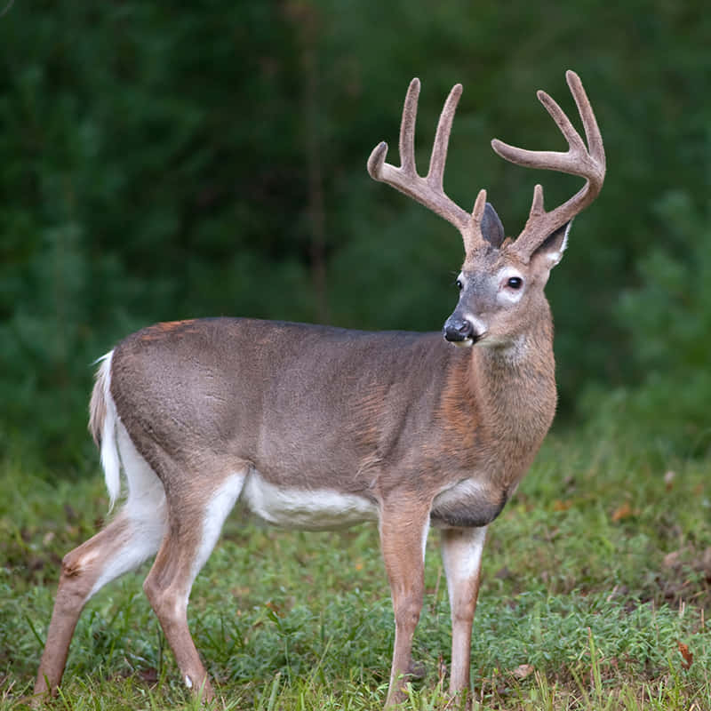 A White-tailed Deer Grazing In A Meadow Wallpaper