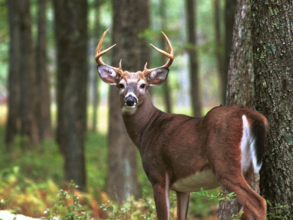 A White-tailed Deer In A Grassland Wallpaper