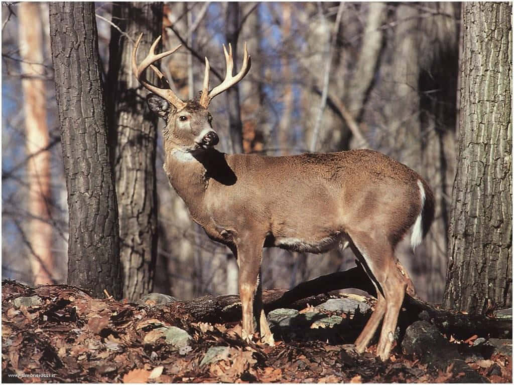 A White-tailed Deer In Its Natural Habitat Wallpaper