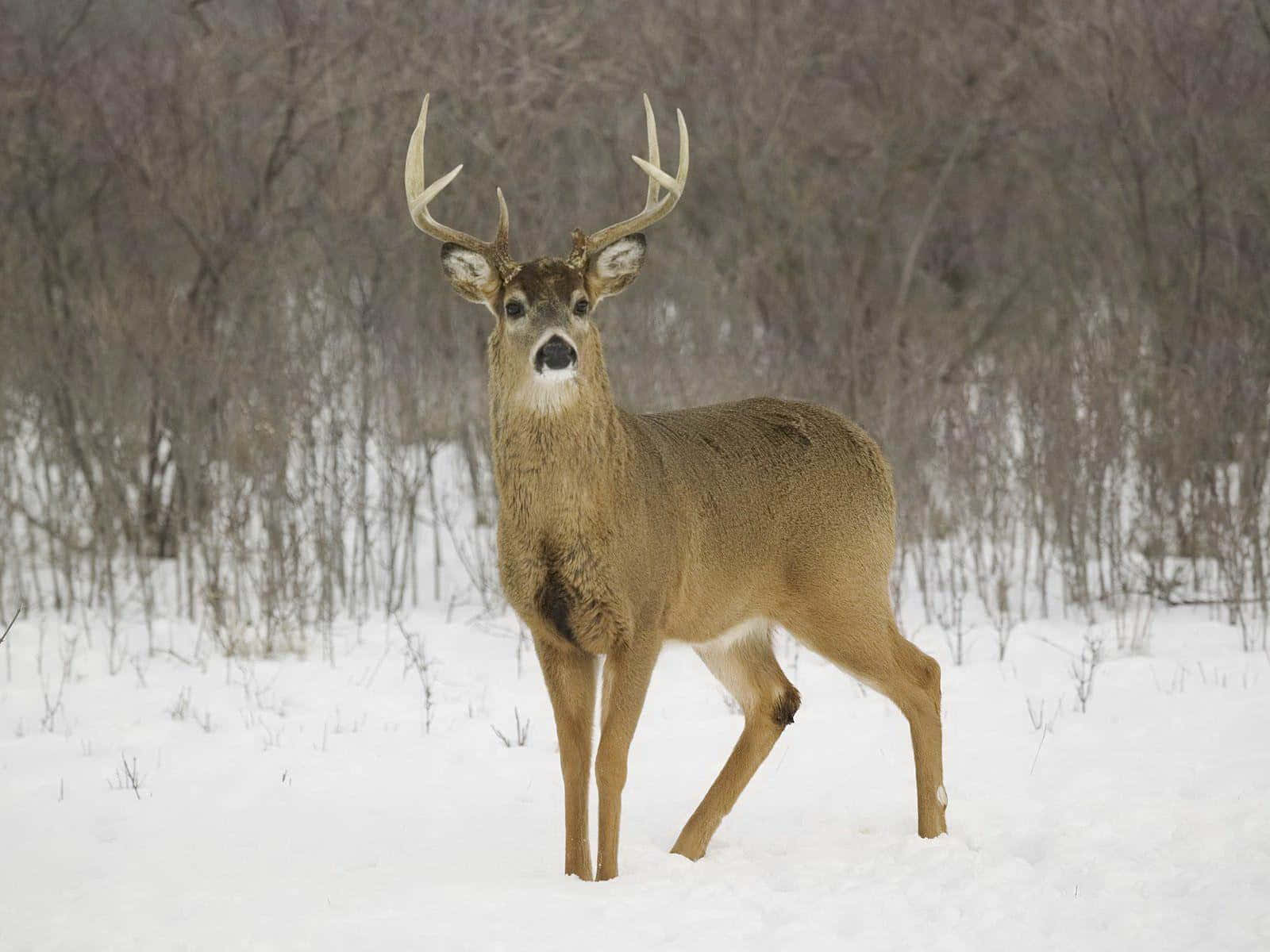 A Whitetail Deer In Its Natural Habitat Wallpaper