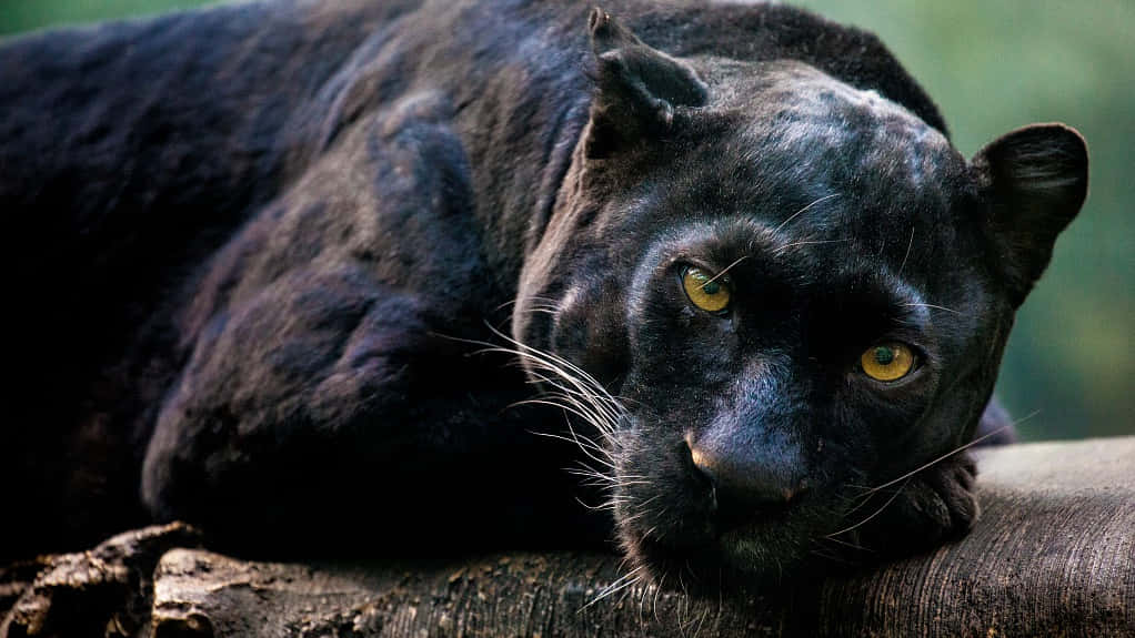 A Wild And Powerful Black Leopard In Its Natural Habitat Wallpaper