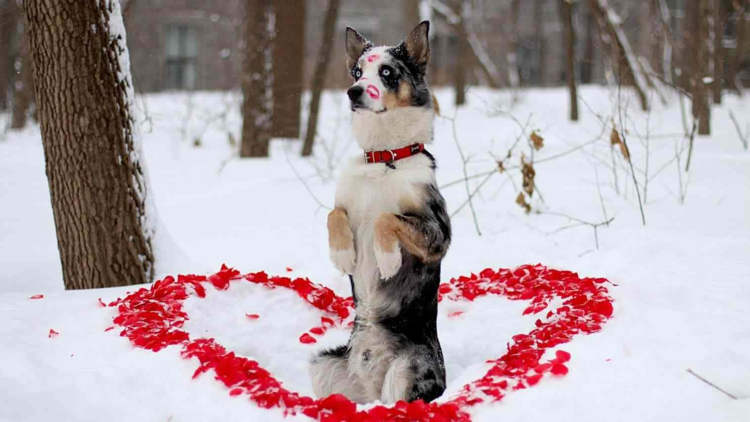 A Winter Dog Enjoying An Outdoor Stroll Under A Blanket Of Snow Wallpaper