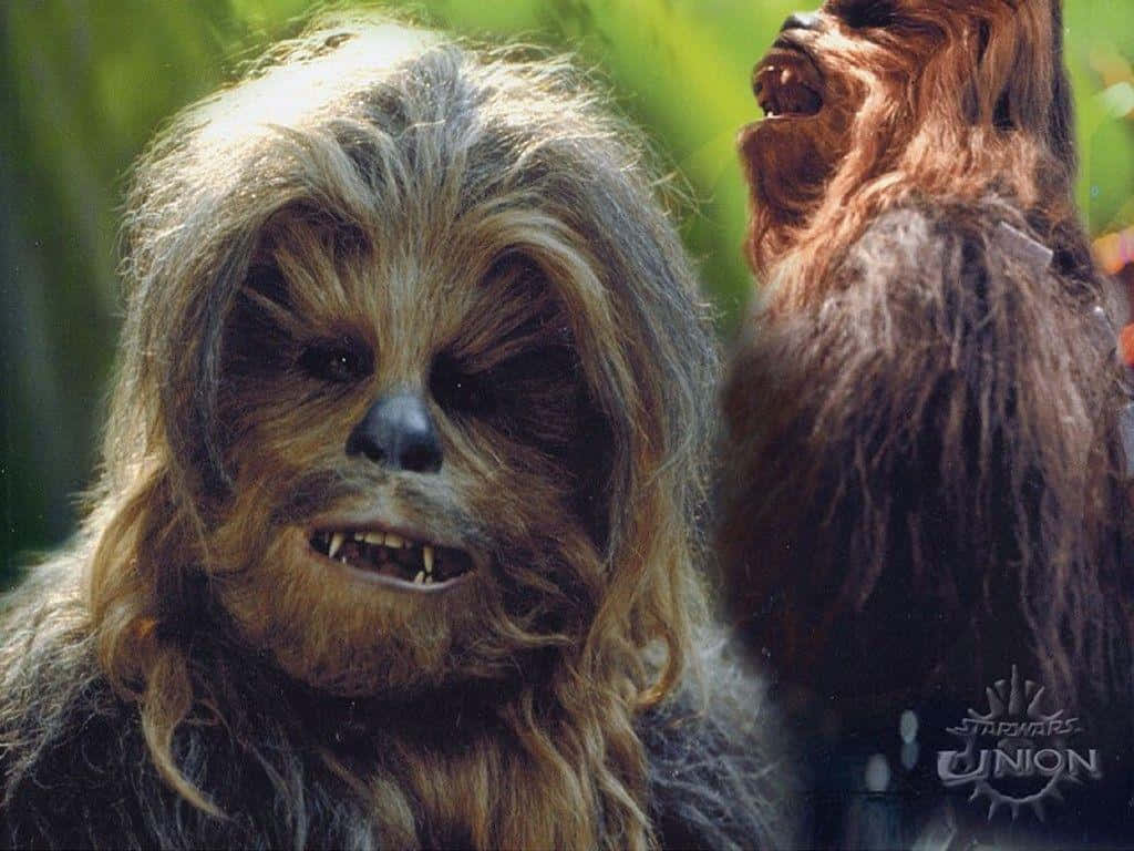 A Wookiee Roars Wallpaper