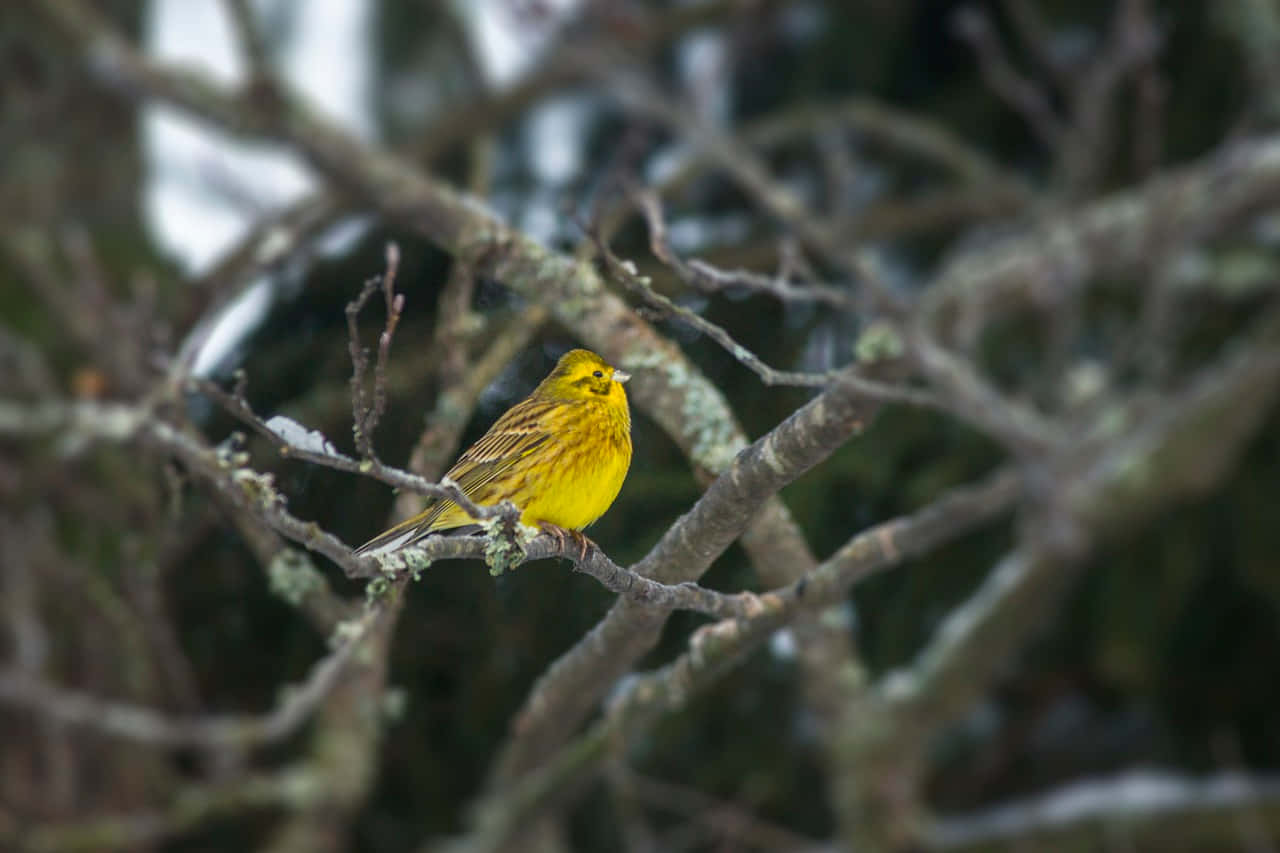 A Yellowhammer Perched On A Branch Against A Green Blurred Background Wallpaper