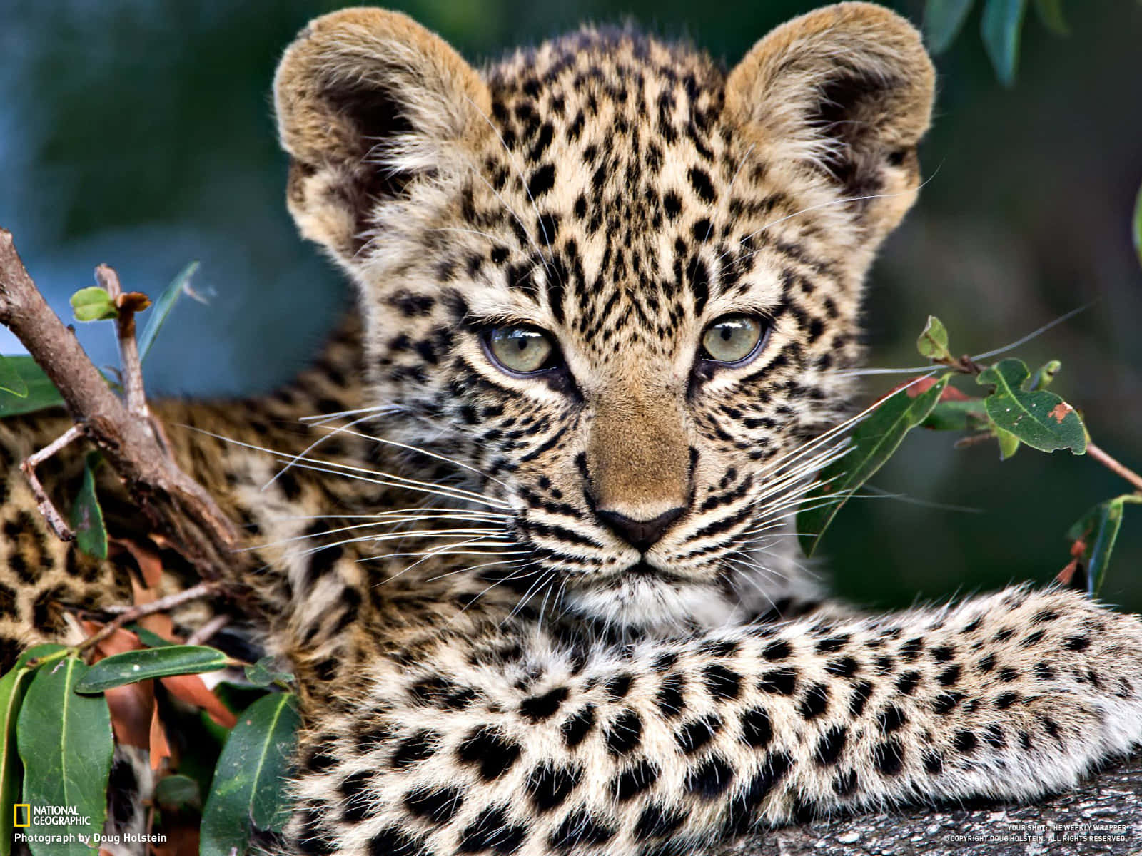 A Young Cheetah Takes A Break From Exploring The African Veld Wallpaper