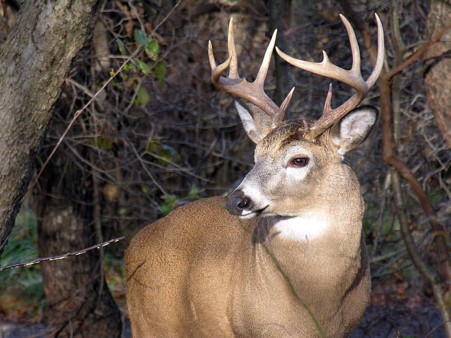 A Young Whitetail Deer Grazes In A Meadow Wallpaper