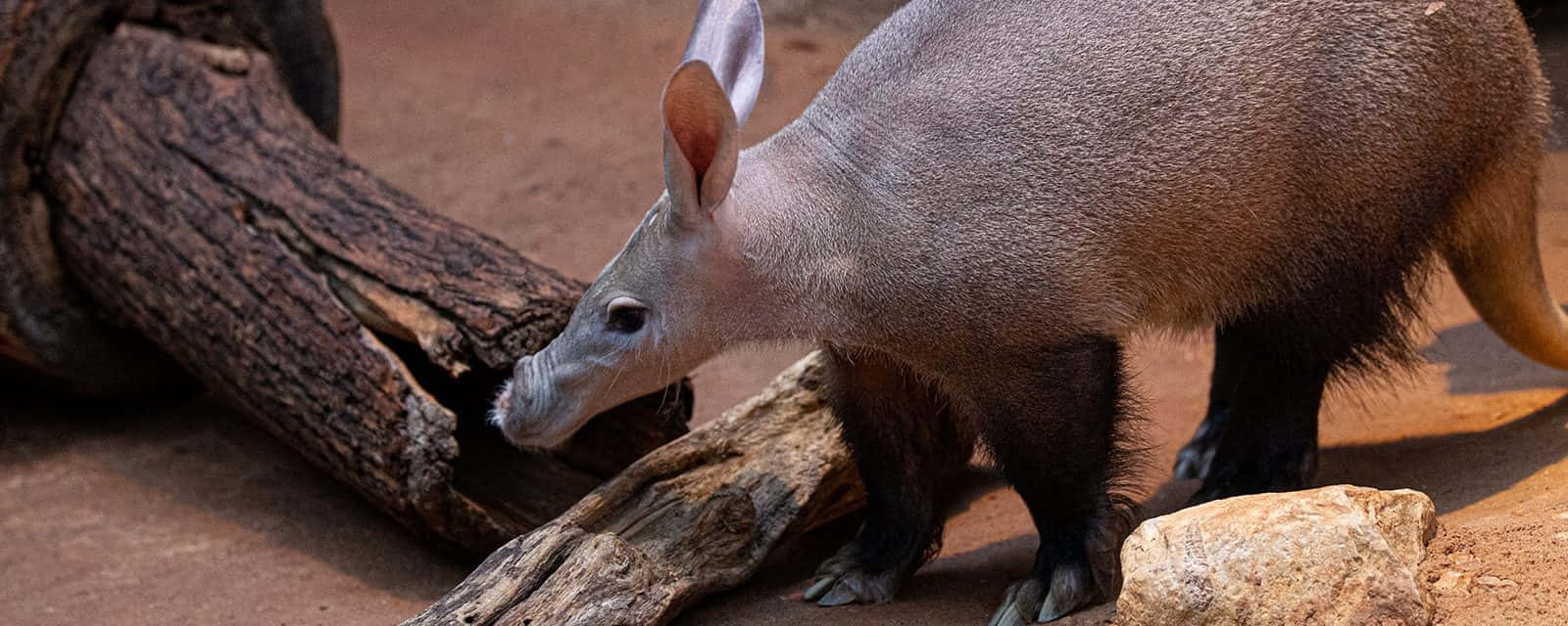 Aardvark Exploring Terrain Wallpaper