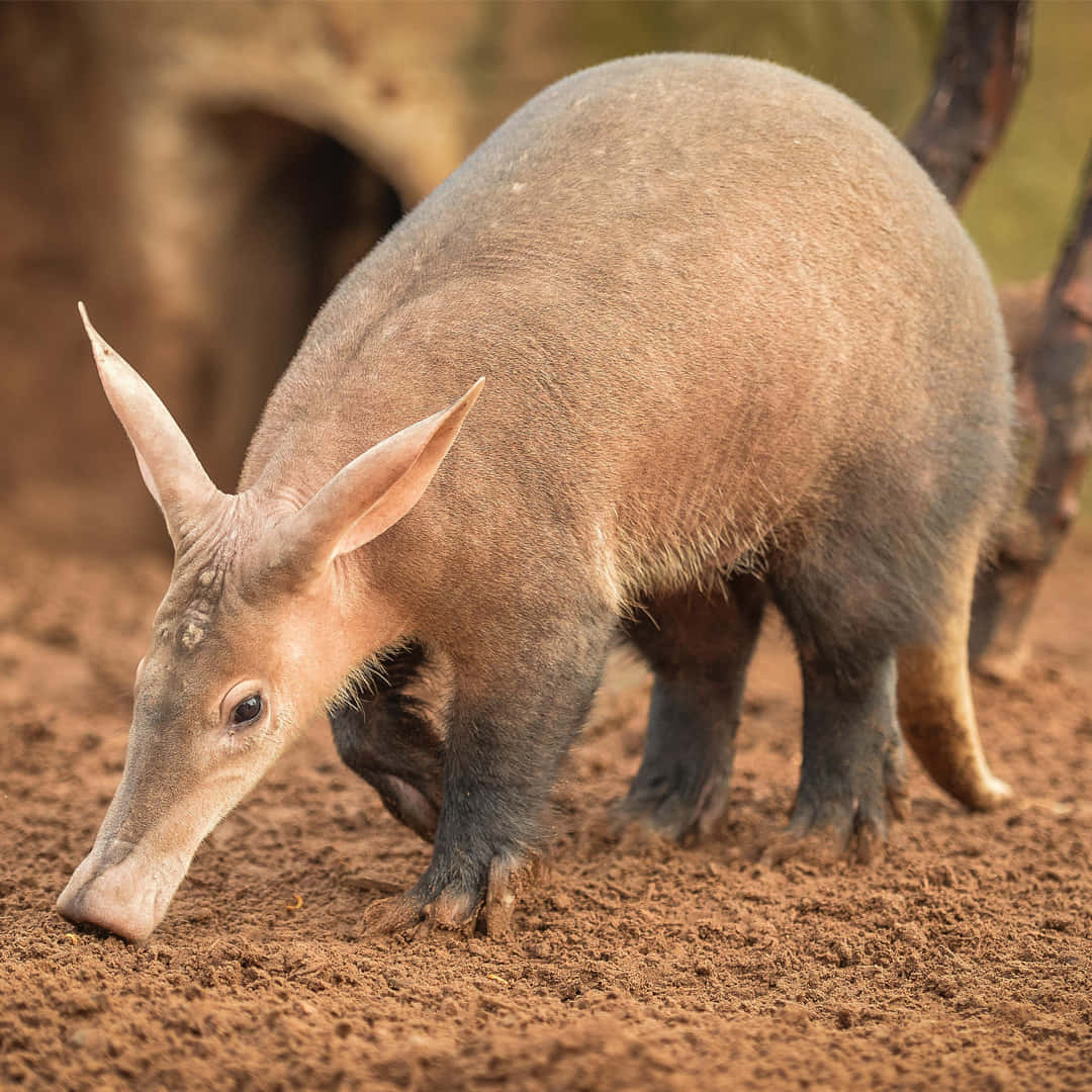 Aardvark_ Foraging_in_ Dirt Wallpaper