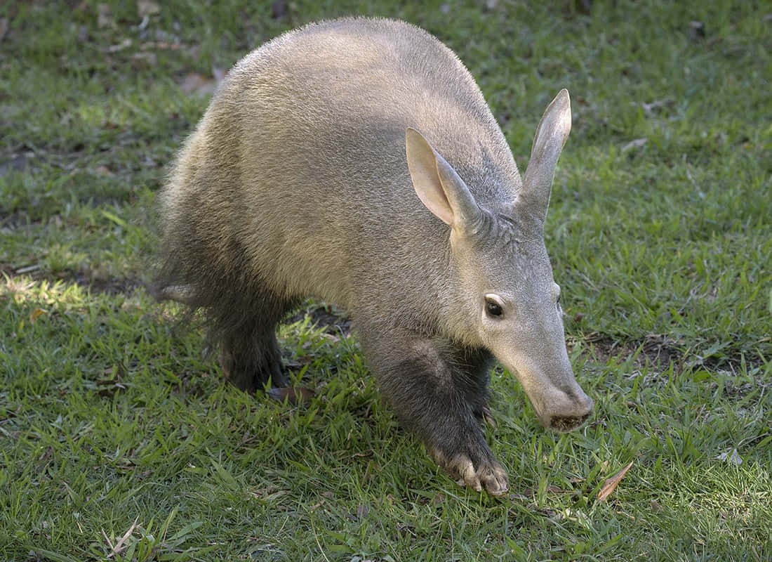 Aardvark Walking Grassland.jpg Wallpaper