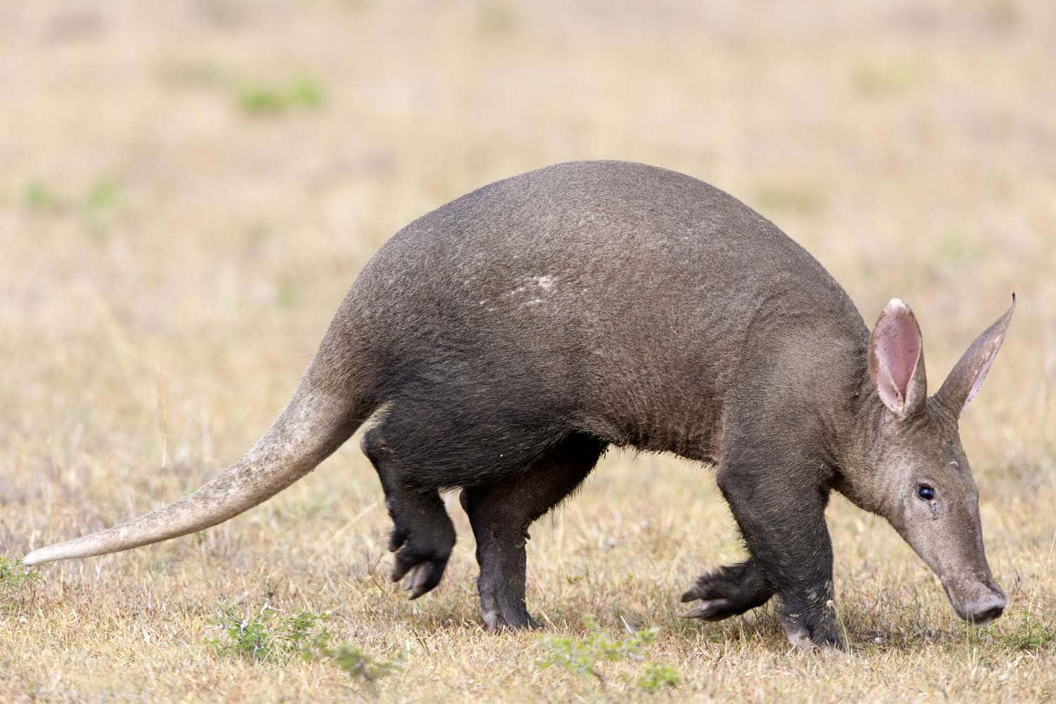 Aardvark Walking Grassland Wallpaper