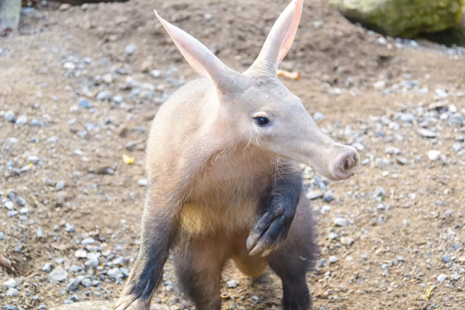 Aardvark Walkingon Gravel Wallpaper