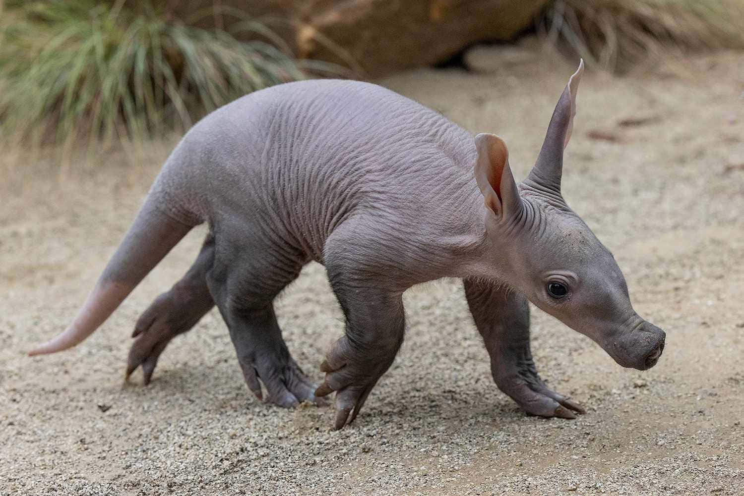 Aardvark Walkingon Sand Wallpaper