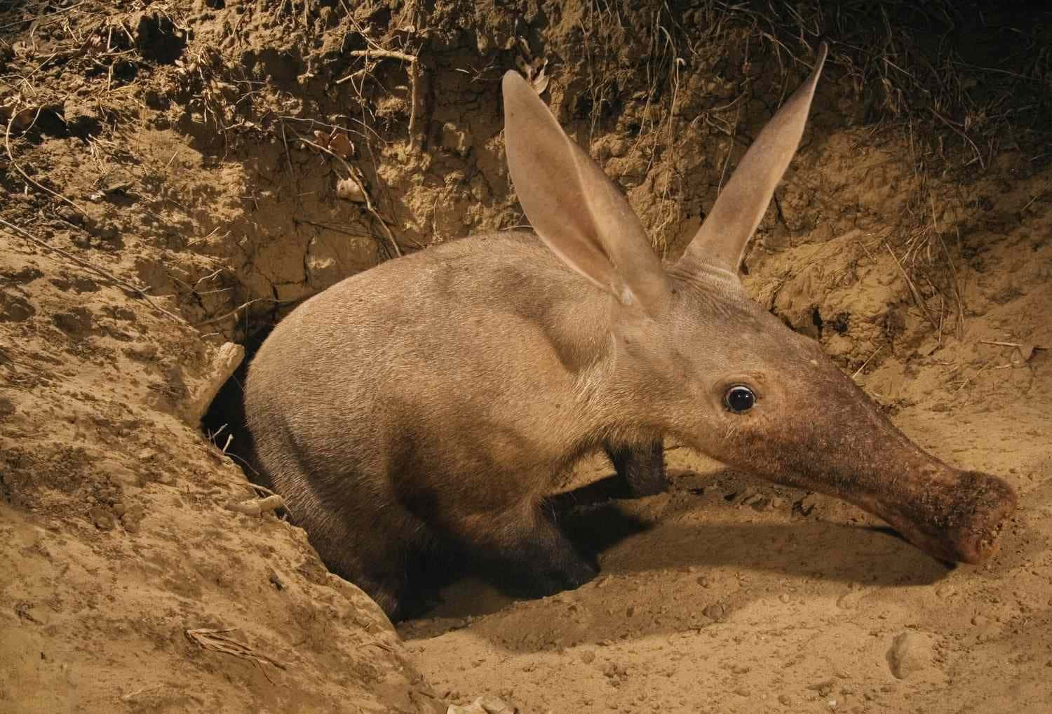 Aardvarkin Burrow Wallpaper