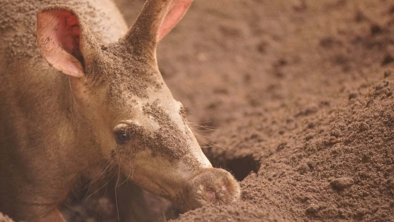 Aardvarkin Habitat Digging Wallpaper