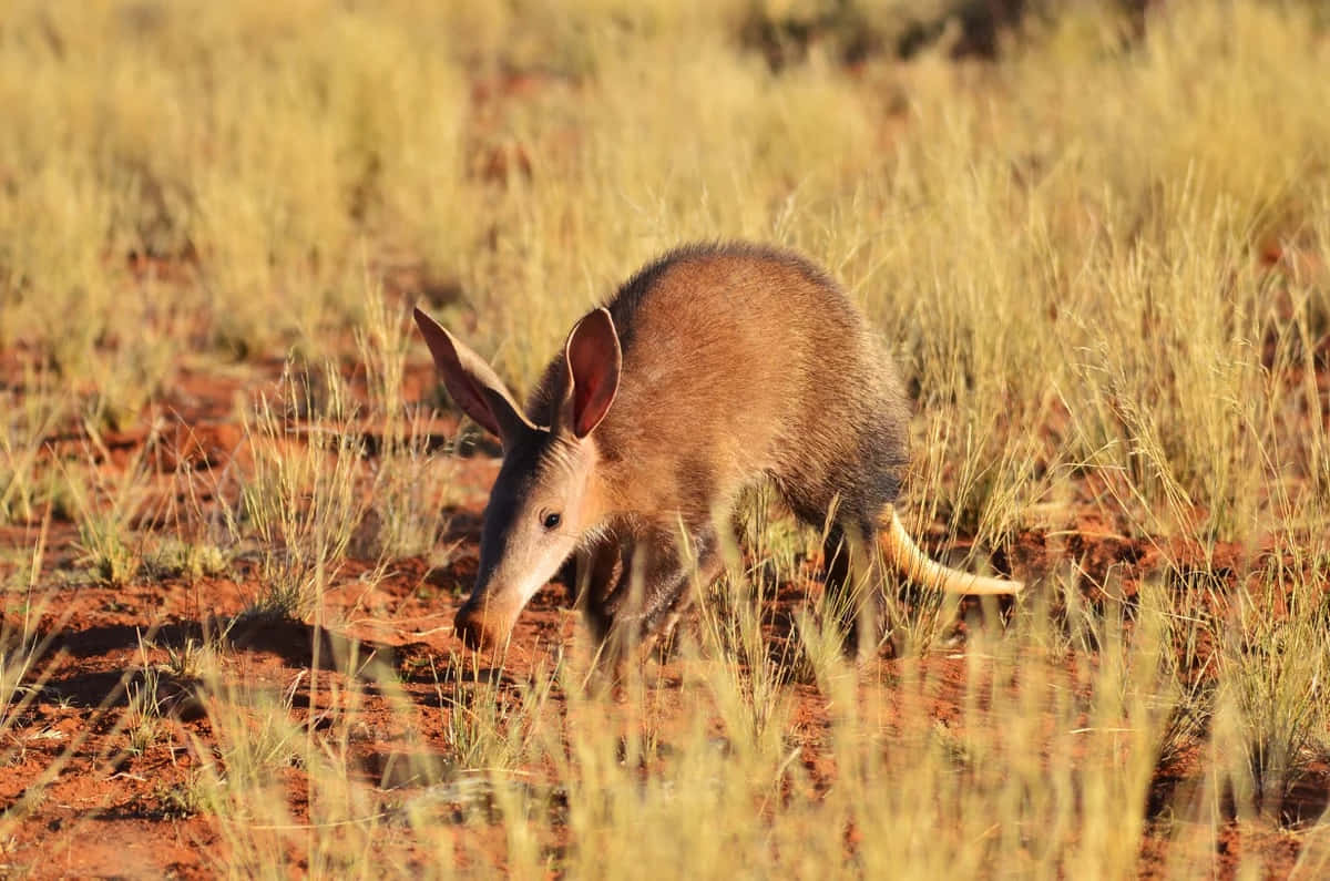 Aardvarkin Natural Habitat Wallpaper