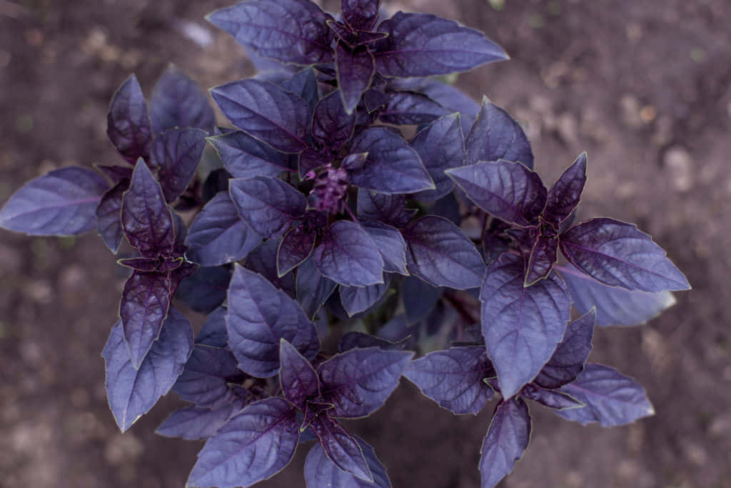 Acres Of Fragrant Purple Basil Wallpaper