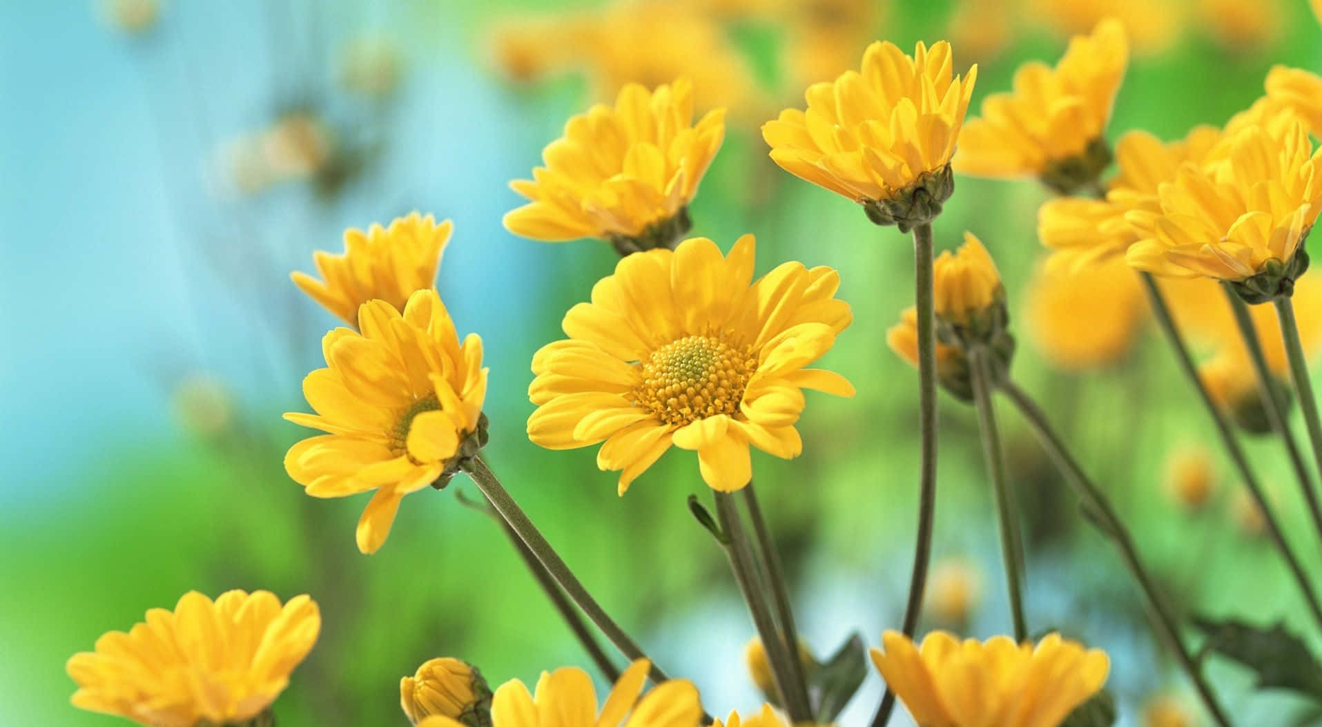 Add A Touch Of Sunshine And Personality To Your Desktop With This Cute Yellow Desktop Wallpaper. Wallpaper