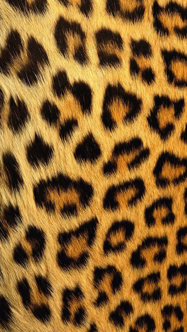 Add A Touch Of Wild To Your Screen With This Animal Print Iphone Wallpaper Wallpaper