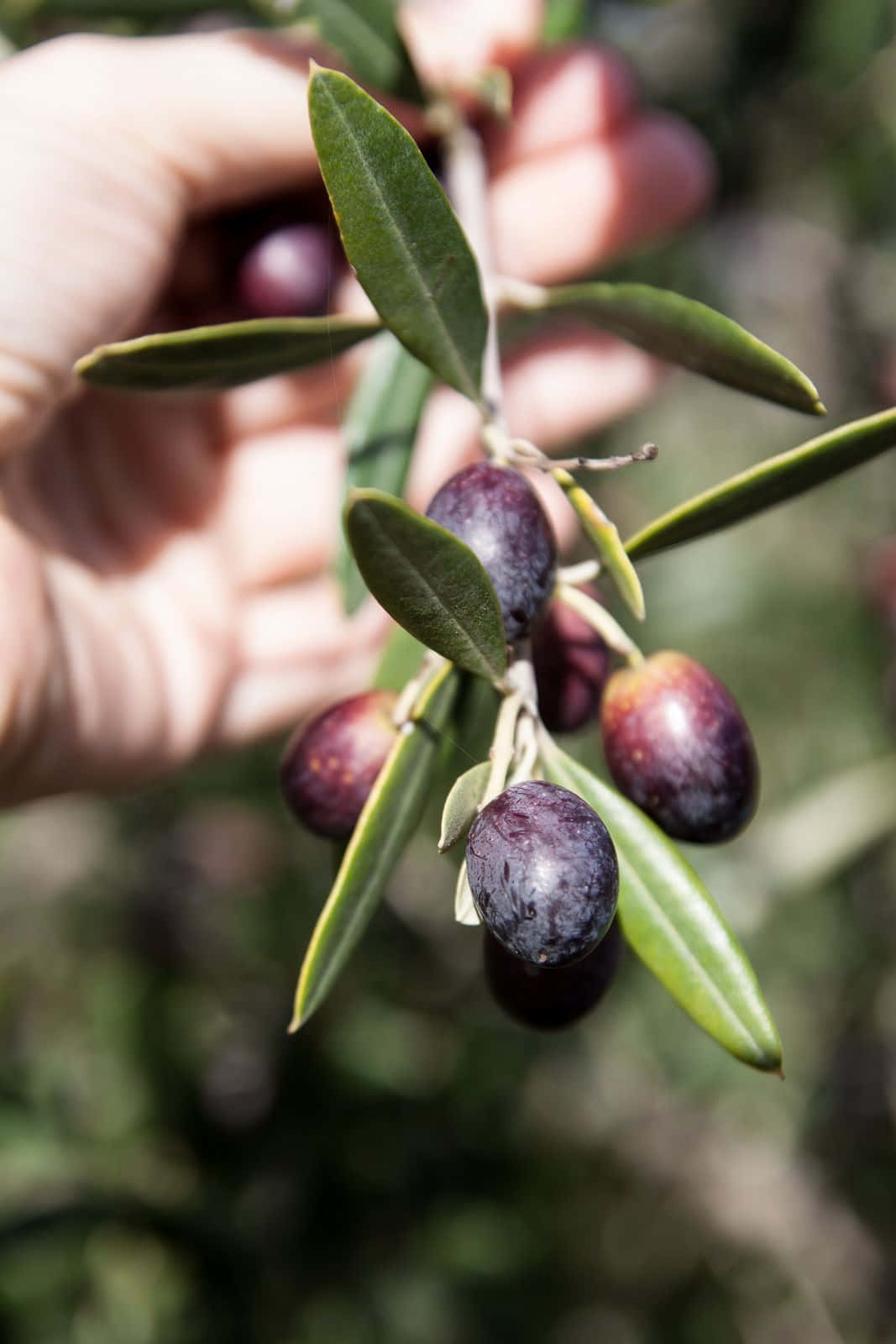 Add A Unique Twist To Your Dishes With Black Olives! Wallpaper