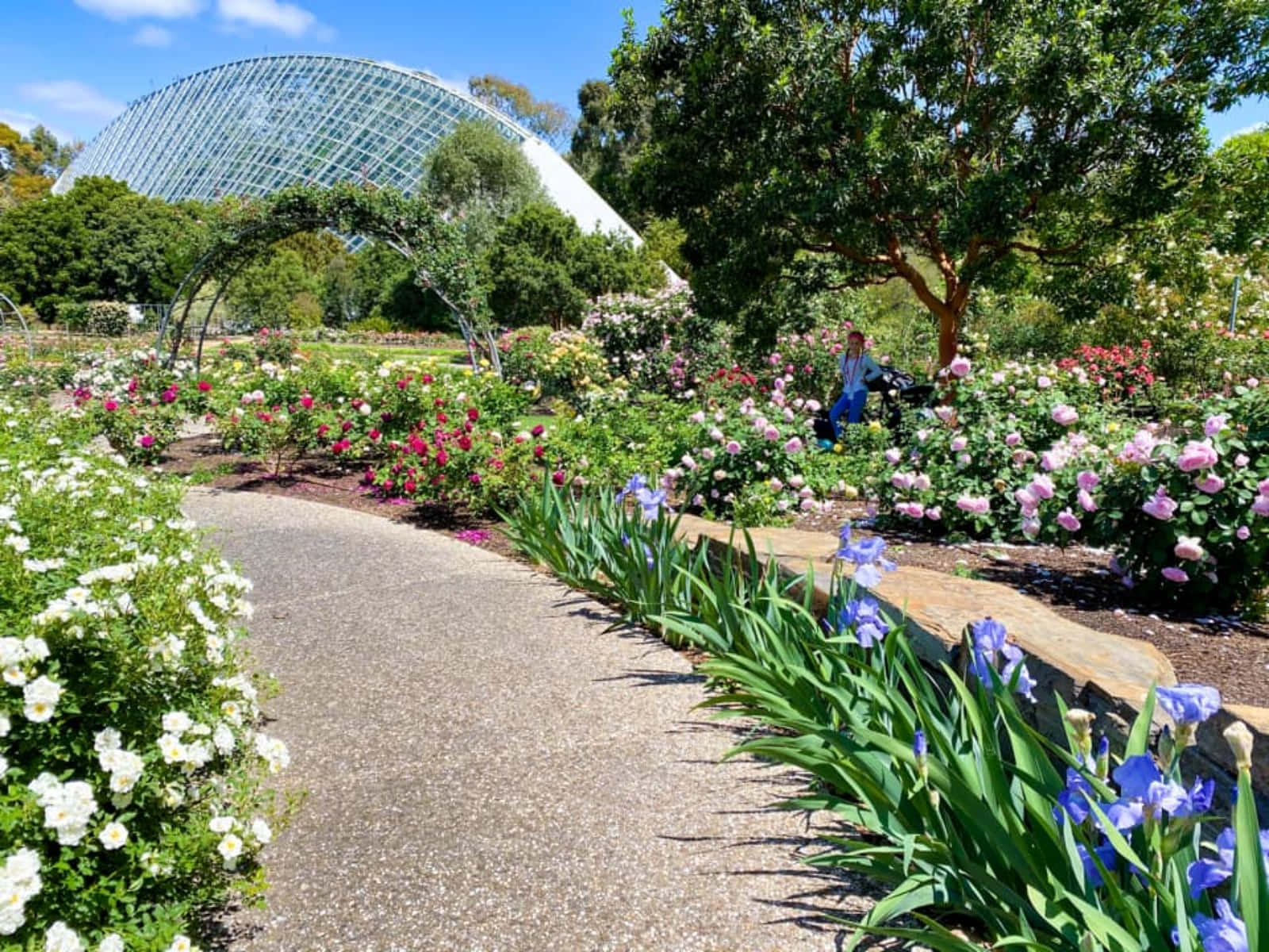 Adelaide Botanic Garden Bicentennial Conservatoryand Rose Garden Wallpaper