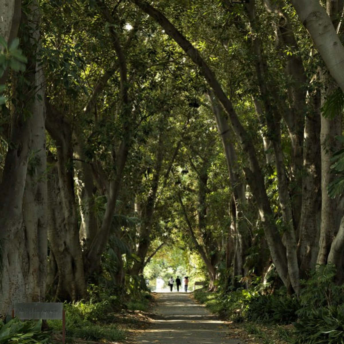 Adelaide Botanic Garden Tree Archway Wallpaper