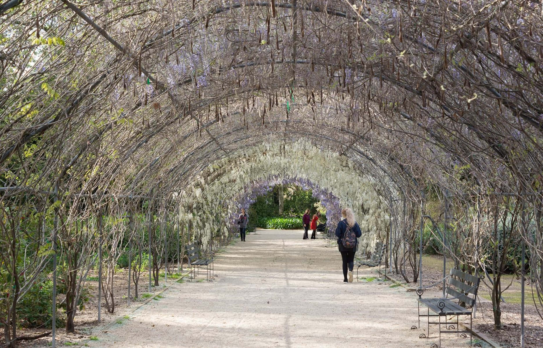 Adelaide Botanic Garden Wisteria Arbor Wallpaper