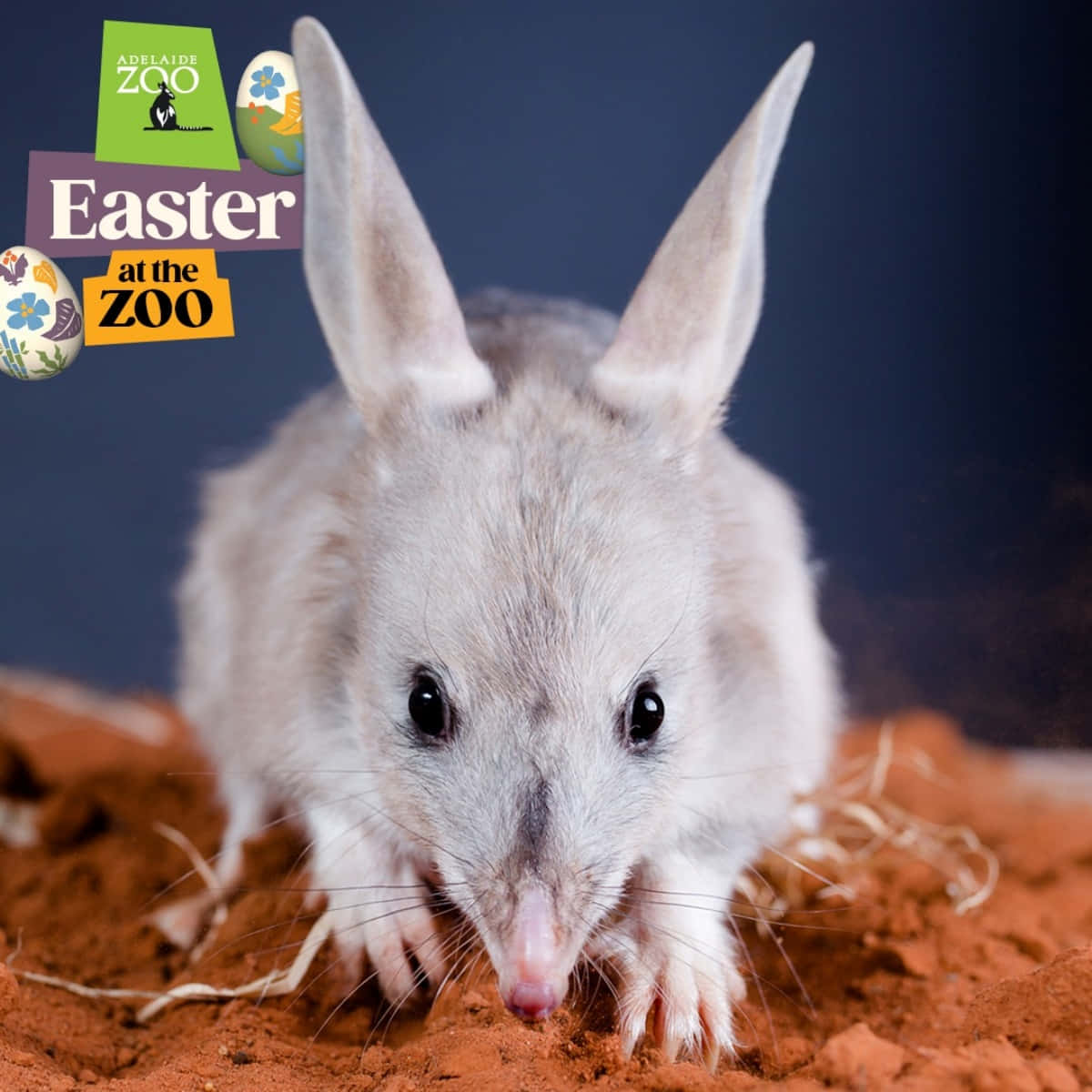 Adelaide Zoo Easter Celebration Bilby Wallpaper