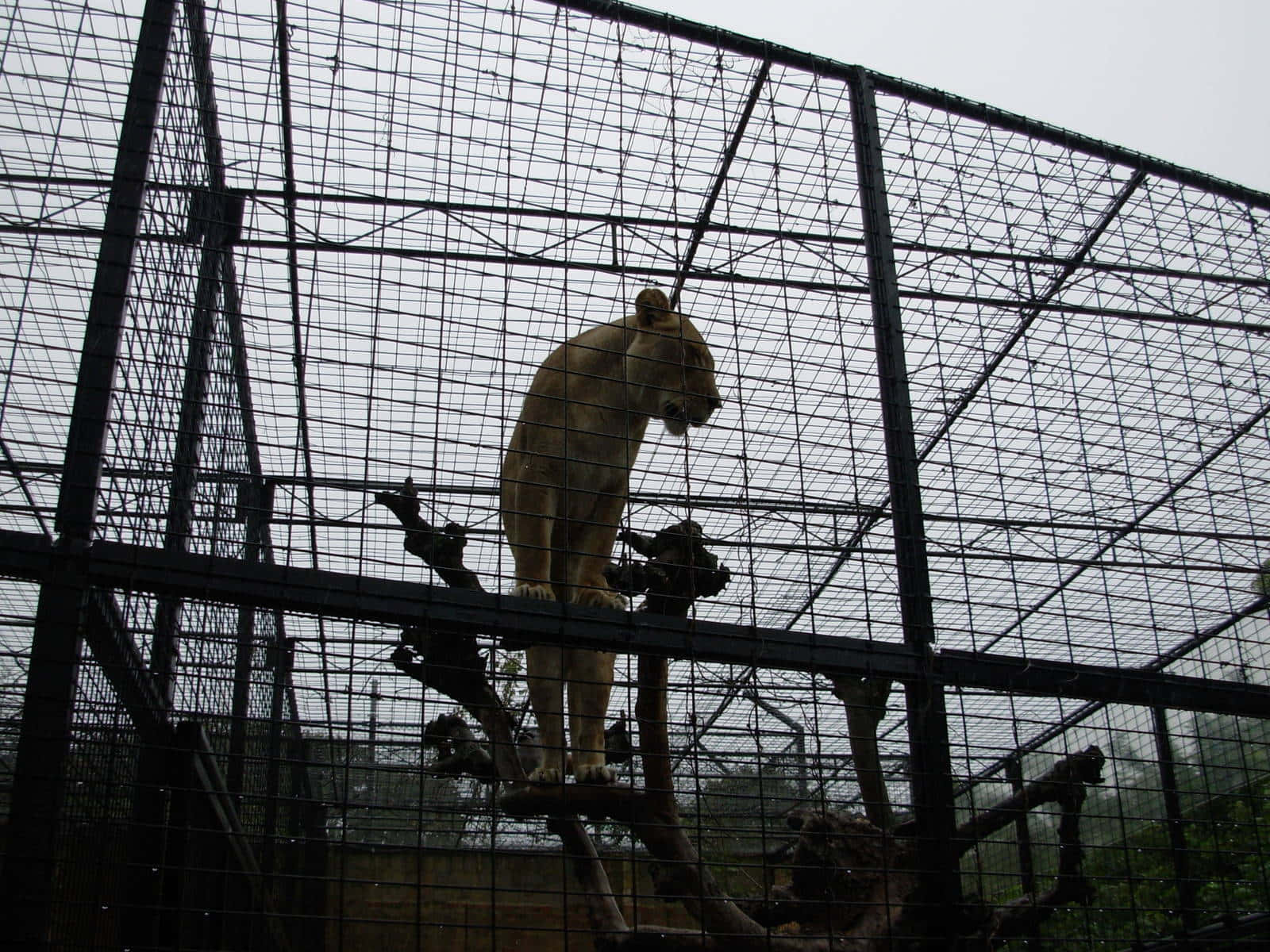 Adelaide Zoo_ Enclosed Big Cat_ Habitat Wallpaper