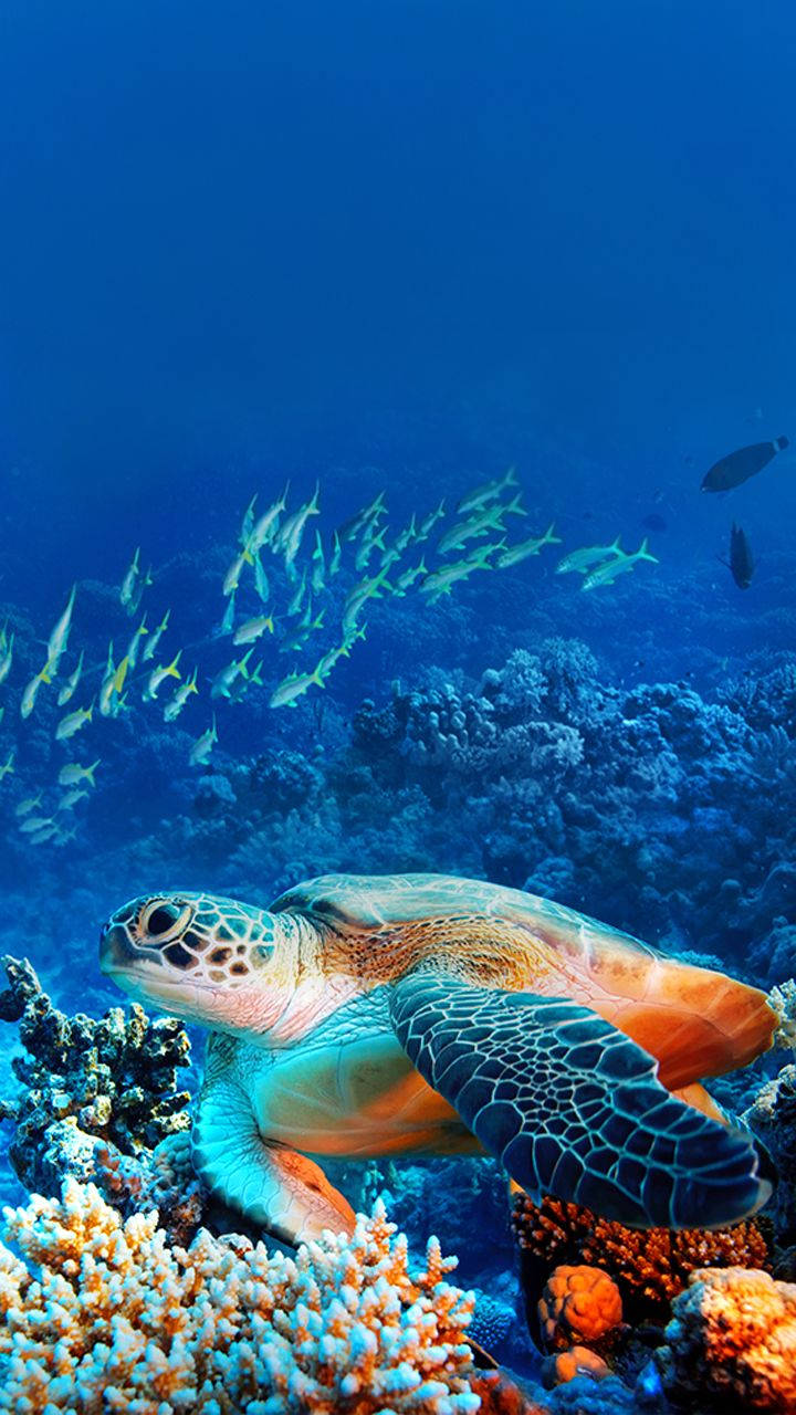 Admire The Beauty Of Nature With A Sea Turtle Iphone Wallpaper