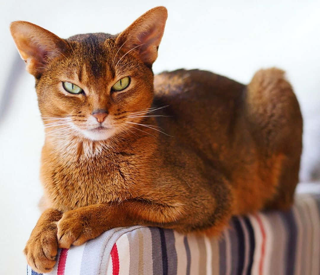 Adorable Abyssinian Cat Exploring Outdoors Wallpaper