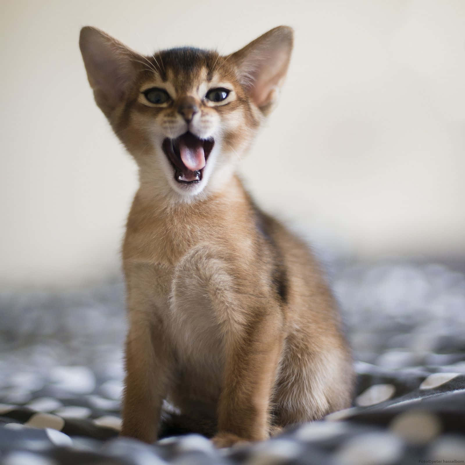 Adorable Abyssinian Cat Lounging On A Table Wallpaper