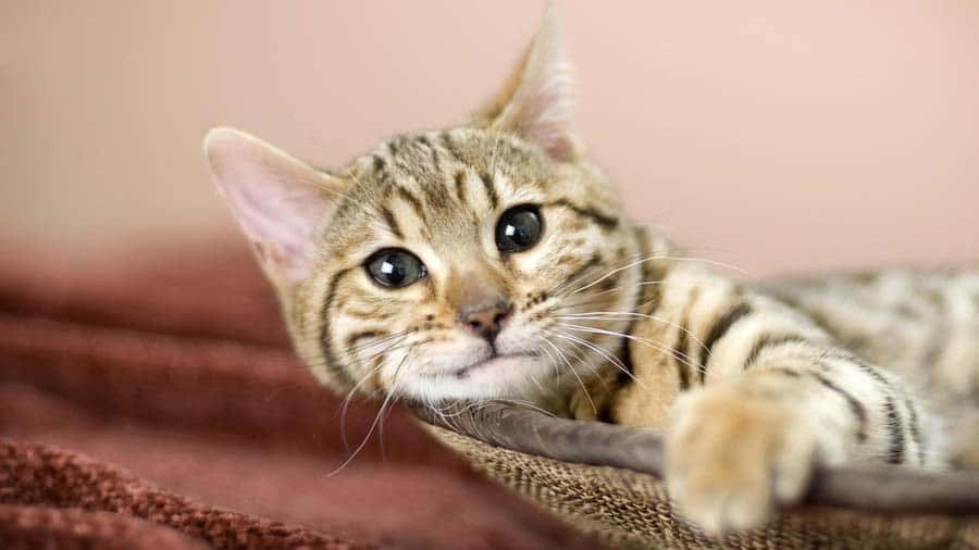 Adorable American Bobtail Cat Lounging On Wooden Surface Wallpaper