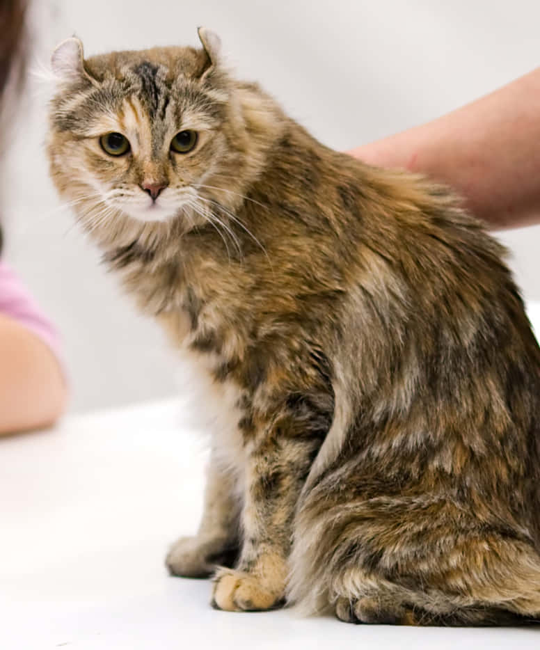 Adorable American Curl Cat Lounging Wallpaper