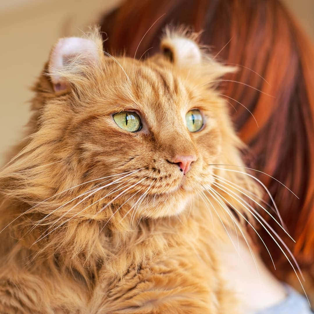 Adorable American Curl Cat Lounging On A Cozy Blanket Wallpaper