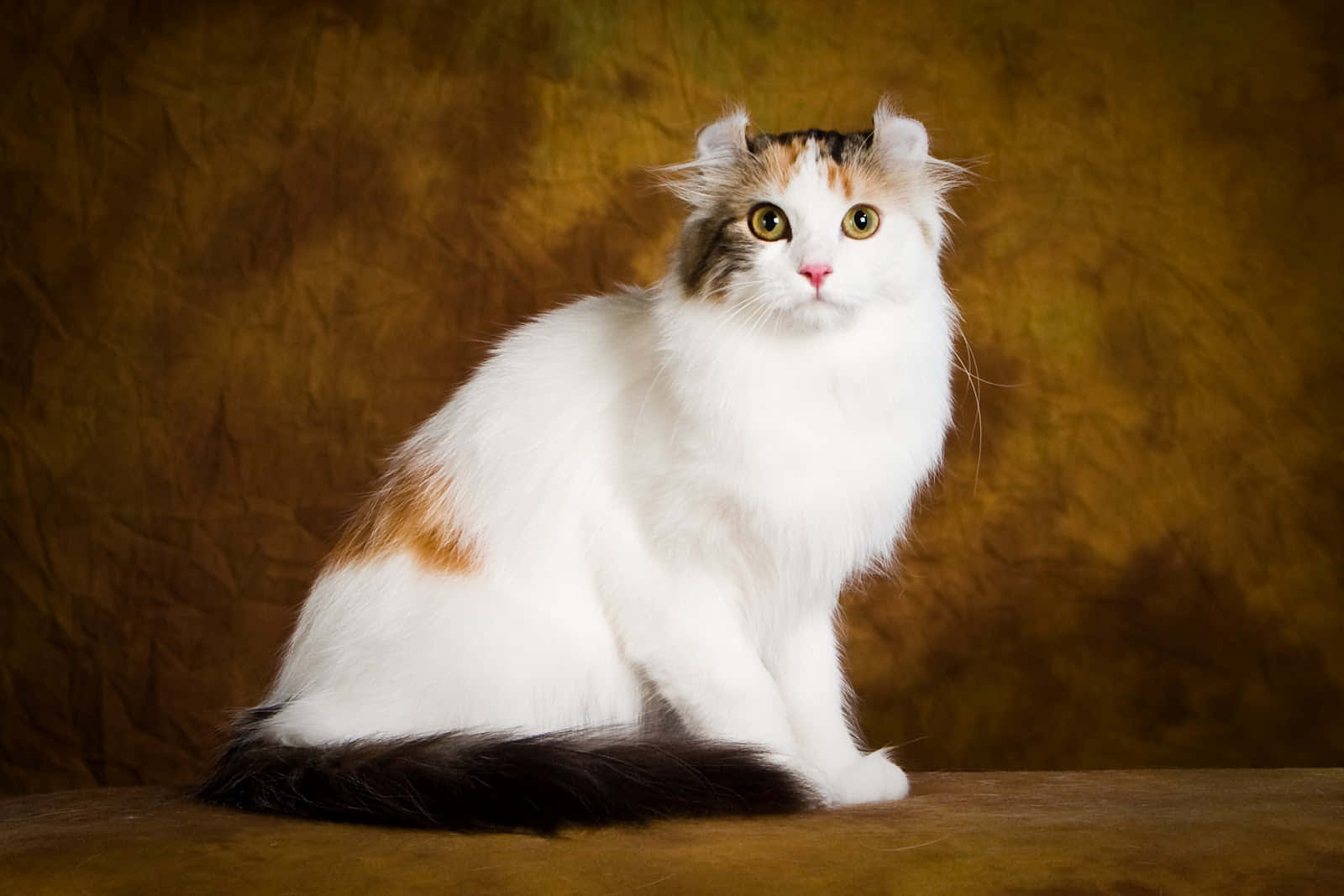 Adorable American Curl Cat Lounging Wallpaper