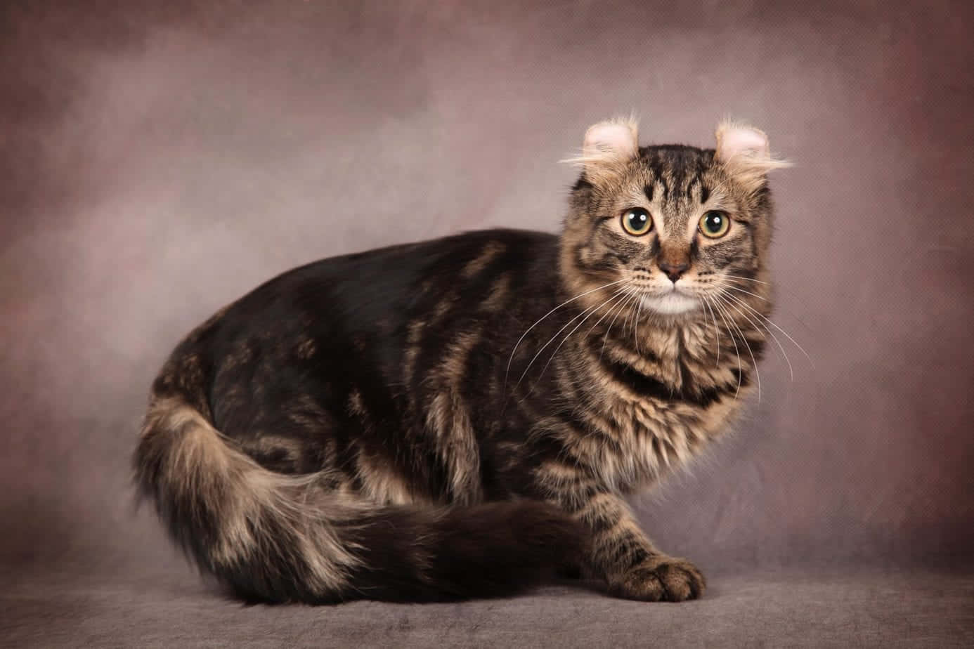 Adorable American Curl Cat Lying Down With Its Signature Curved Ears Wallpaper