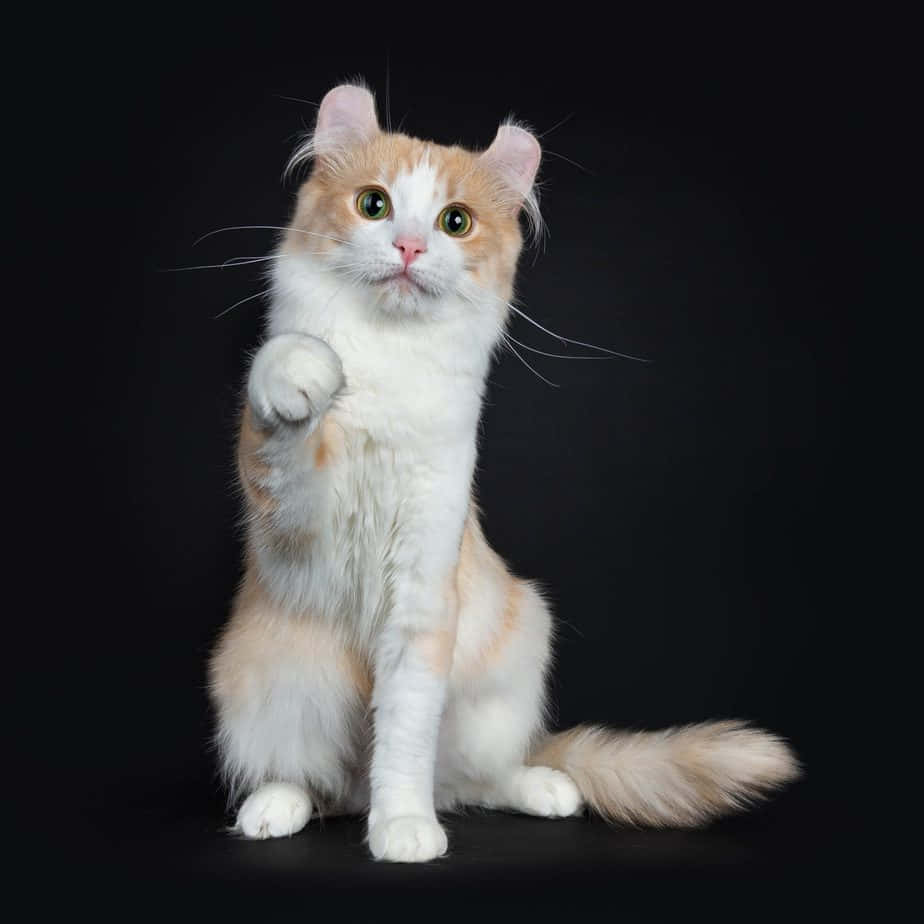 Adorable American Curl Cat Relaxing On A Cozy Bed Wallpaper